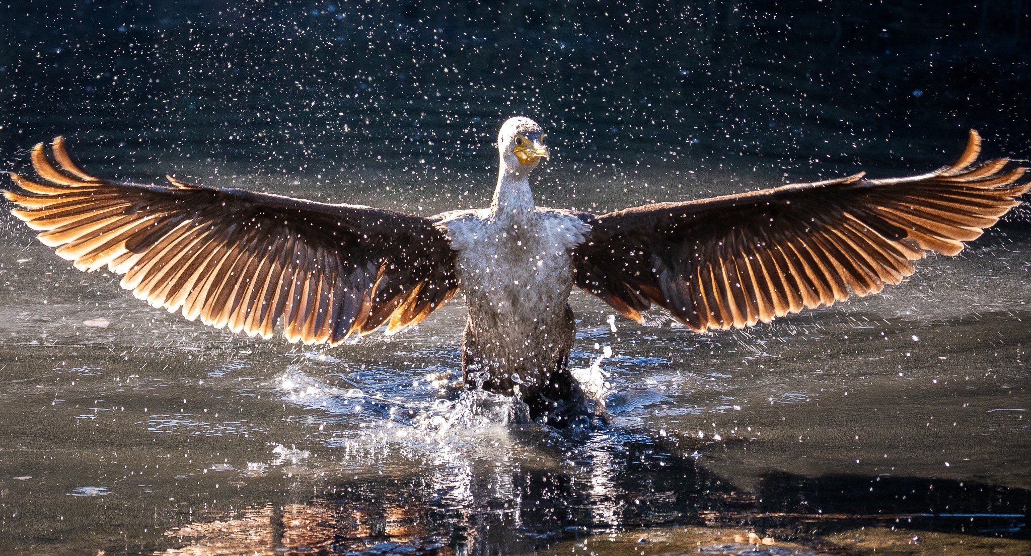 Cormorant spreading its wings amid flying water droplets