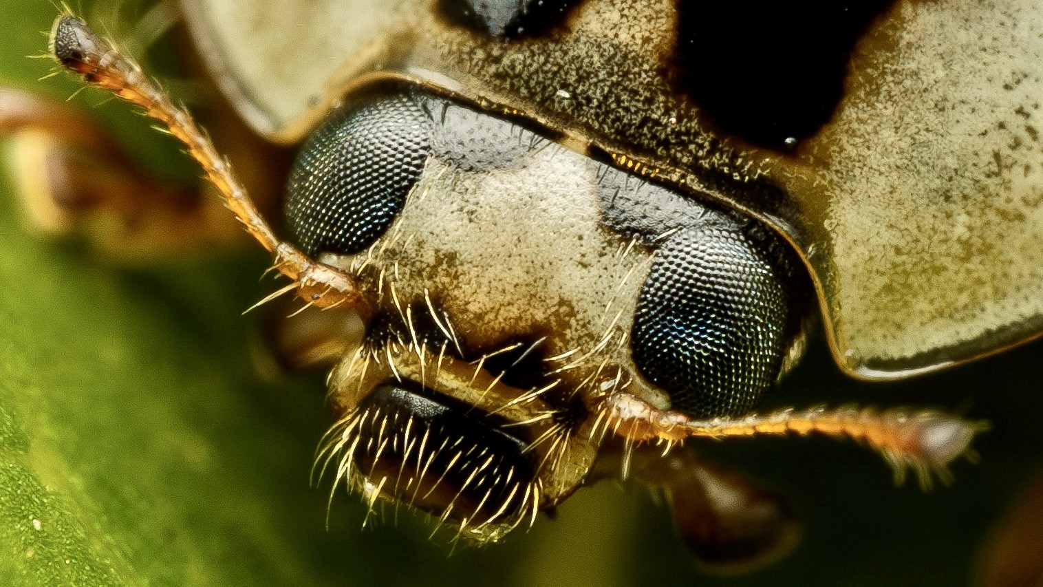 Extreme macro close-up of an insect's face and compound eyes